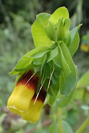 Cerinthe major \ Groe Wachsblume / Greater Honeywort, Kefalonia/Cephalonia Paralia Trapezaki 21.4.2024