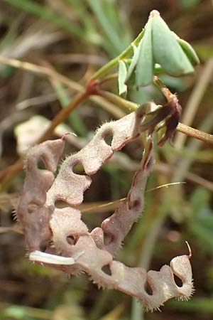 Hippocrepis ciliata \ Gewimperter Hufeisenklee / Lesser Horseshoe Vetch, Kefalonia/Cephalonia Fiskardo 16.4.2024
