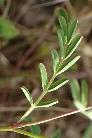 Hippocrepis ciliata \ Gewimperter Hufeisenklee / Lesser Horseshoe Vetch, Kefalonia/Cephalonia Fiskardo 16.4.2024