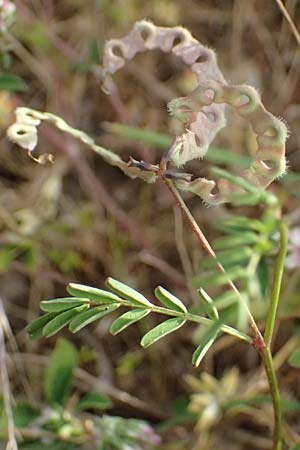 Hippocrepis ciliata \ Gewimperter Hufeisenklee / Lesser Horseshoe Vetch, Kefalonia/Cephalonia Fiskardo 16.4.2024
