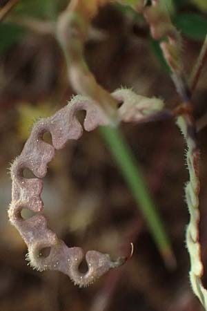 Hippocrepis ciliata \ Gewimperter Hufeisenklee / Lesser Horseshoe Vetch, Kefalonia/Cephalonia Fiskardo 16.4.2024