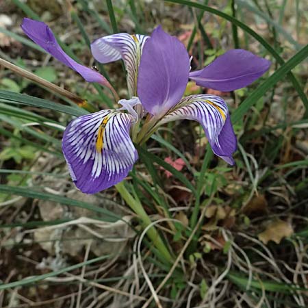 Iris unguicularis subsp. carica \ Winter-Iris / Winter-Blooming Iris, Kefalonia/Cephalonia Komitata 16.4.2024
