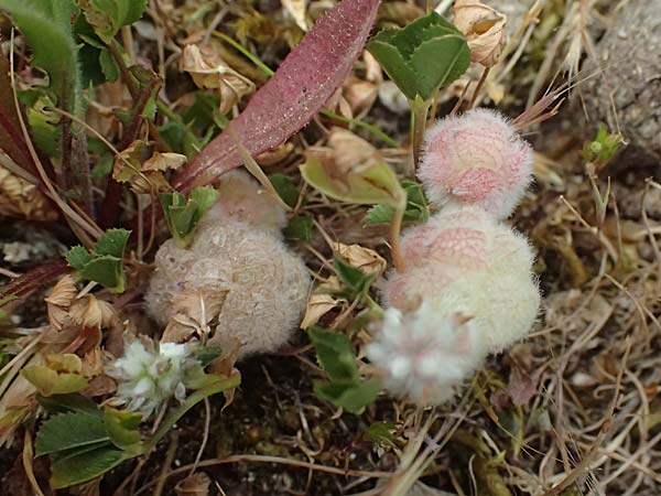 Trifolium physodes \ Geschwollener Klee, Kefalonia Komitata 16.4.2024