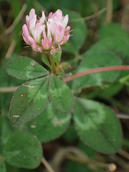 Trifolium physodes \ Geschwollener Klee, Kefalonia Fiskardo 16.4.2024