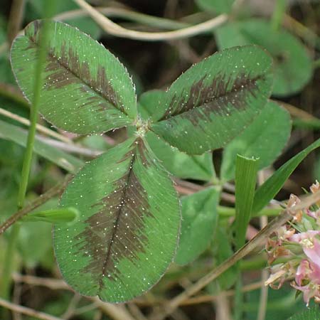 Trifolium physodes \ Geschwollener Klee, Kefalonia Fiskardo 16.4.2024
