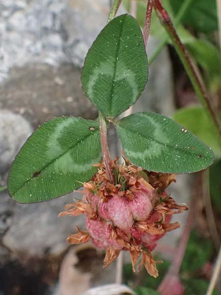 Trifolium physodes \ Geschwollener Klee, Kefalonia Fiskardo 16.4.2024