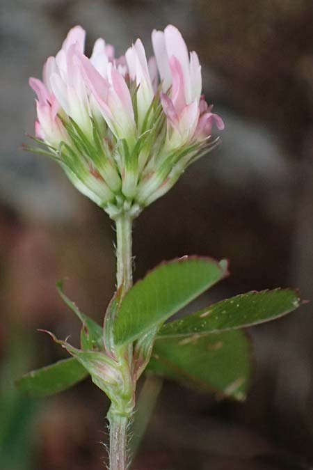 Trifolium physodes \ Geschwollener Klee, Kefalonia Fiskardo 16.4.2024