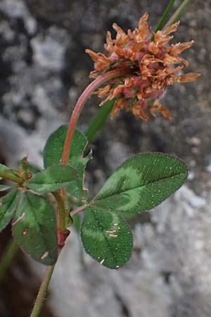 Trifolium physodes \ Geschwollener Klee, Kefalonia Fiskardo 16.4.2024