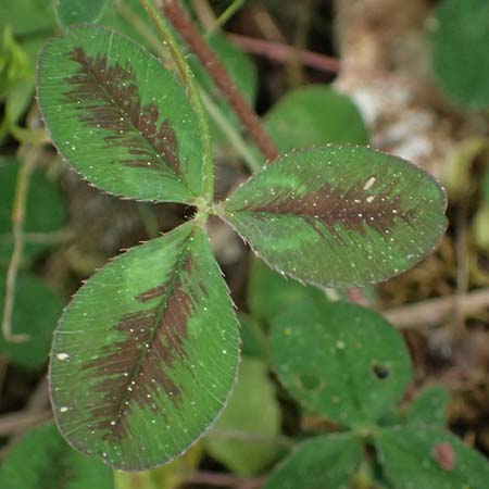 Trifolium physodes \ Geschwollener Klee, Kefalonia Fiskardo 16.4.2024