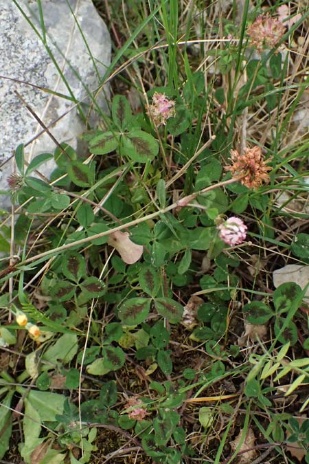 Trifolium physodes \ Geschwollener Klee, Kefalonia Fiskardo 16.4.2024