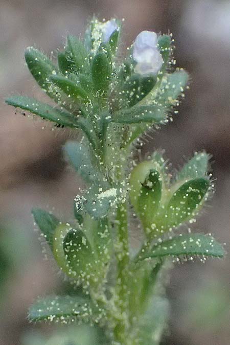 Veronica arvensis \ Feld-Ehrenpreis / Wall Speedwell, Kefalonia/Cephalonia Ainos 18.4.2024