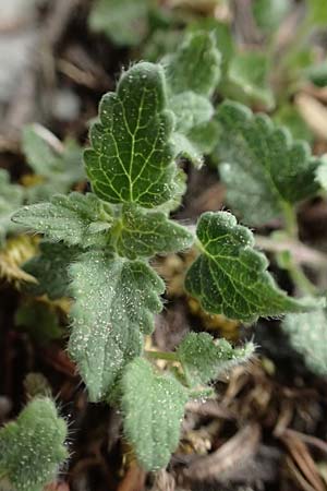 Ballota nigra subsp. uncinata \ Hakenzhnige Schwarznessel / Hooked Black , Kefalonia/Cephalonia Ainos 23.4.2024