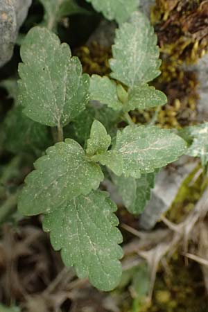 Ballota nigra subsp. uncinata \ Hakenzhnige Schwarznessel / Hooked Black , Kefalonia/Cephalonia Ainos 23.4.2024