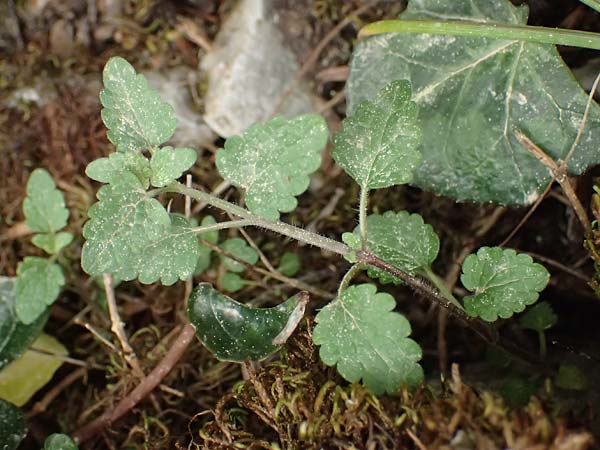 Ballota nigra subsp. uncinata \ Hakenzhnige Schwarznessel / Hooked Black , Kefalonia/Cephalonia Ainos 23.4.2024