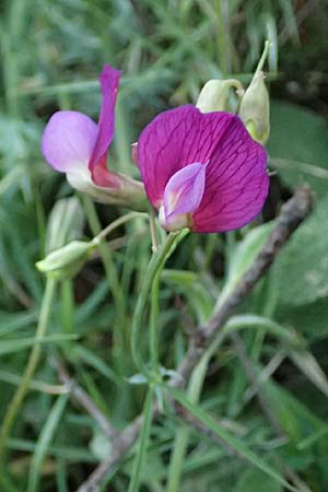 Lathyrus digitatus \ Fingerblttrige Platterbse / Finger-Leaved Vetchling, Kefalonia/Cephalonia Pastra 23.4.2024