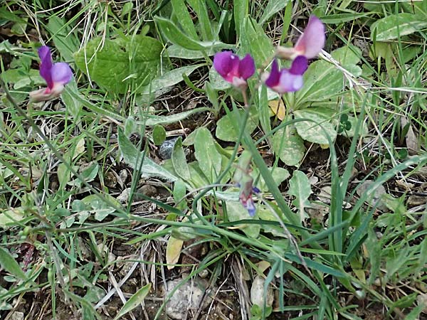 Lathyrus digitatus \ Fingerblttrige Platterbse / Finger-Leaved Vetchling, Kefalonia/Cephalonia Pastra 23.4.2024