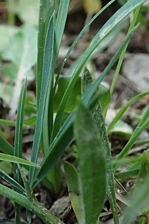 Lathyrus digitatus \ Fingerblttrige Platterbse / Finger-Leaved Vetchling, Kefalonia/Cephalonia Pastra 23.4.2024
