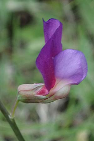 Lathyrus digitatus \ Fingerblttrige Platterbse / Finger-Leaved Vetchling, Kefalonia/Cephalonia Pastra 23.4.2024