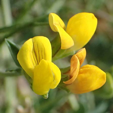 Lotus cytisoides \ Geikleeartiger Hornklee / Grey Bird's-Foot Trefoil, Kefalonia/Cephalonia Chavdata 15.4.2024