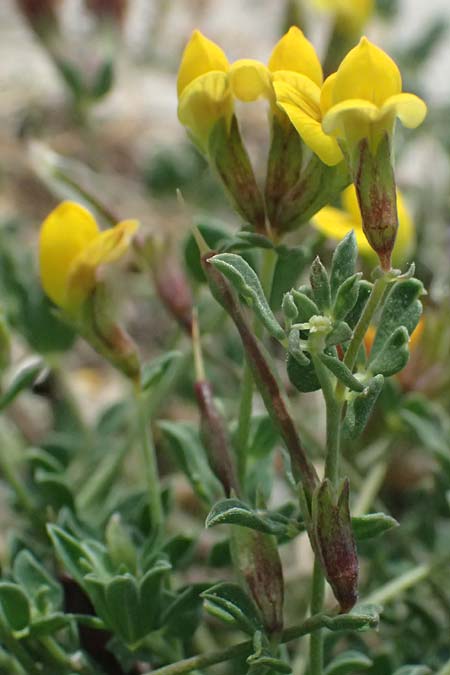 Lotus cytisoides \ Geikleeartiger Hornklee / Grey Bird's-Foot Trefoil, Kefalonia/Cephalonia Chavdata 15.4.2024