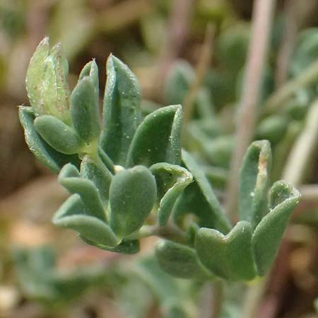 Lotus cytisoides \ Geikleeartiger Hornklee / Grey Bird's-Foot Trefoil, Kefalonia/Cephalonia Chavdata 15.4.2024