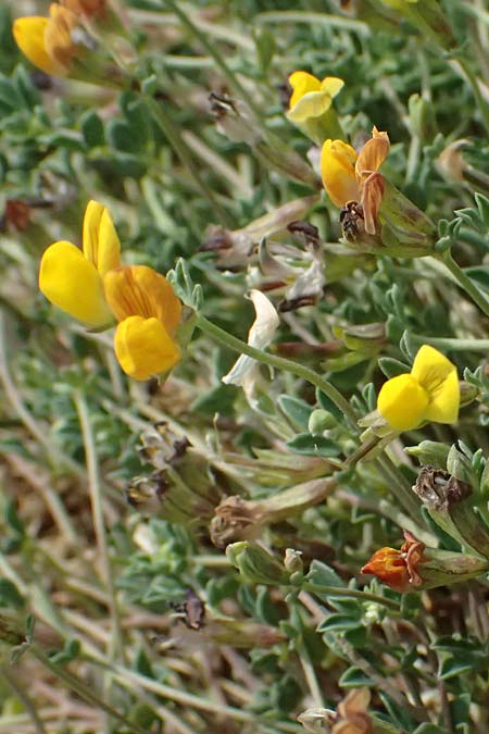 Lotus cytisoides \ Geikleeartiger Hornklee / Grey Bird's-Foot Trefoil, Kefalonia/Cephalonia Chavdata 15.4.2024