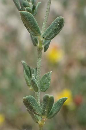 Lotus cytisoides \ Geikleeartiger Hornklee / Grey Bird's-Foot Trefoil, Kefalonia/Cephalonia Chavdata 15.4.2024