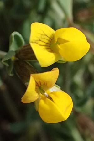Lotus cytisoides \ Geikleeartiger Hornklee / Grey Bird's-Foot Trefoil, Kefalonia/Cephalonia Chavdata 15.4.2024
