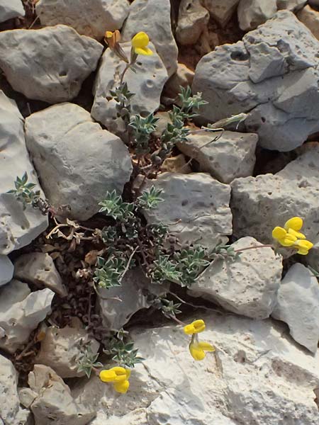 Lotus cytisoides \ Geikleeartiger Hornklee / Grey Bird's-Foot Trefoil, Kefalonia/Cephalonia Moni Kipouria 15.4.2024