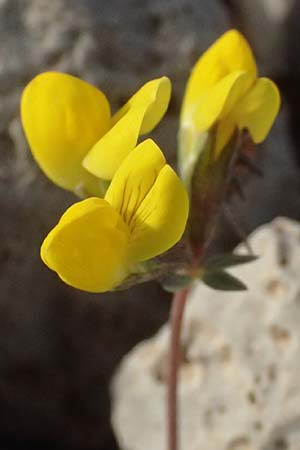 Lotus cytisoides \ Geikleeartiger Hornklee / Grey Bird's-Foot Trefoil, Kefalonia/Cephalonia Moni Kipouria 15.4.2024
