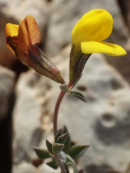 Lotus cytisoides \ Geikleeartiger Hornklee / Grey Bird's-Foot Trefoil, Kefalonia/Cephalonia Moni Kipouria 15.4.2024