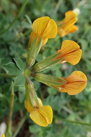 Lotus cytisoides \ Geikleeartiger Hornklee / Grey Bird's-Foot Trefoil, Kefalonia/Cephalonia Agia Evfimia 16.4.2024