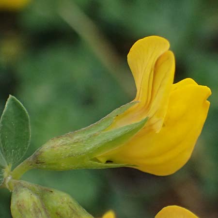 Lotus cytisoides \ Geikleeartiger Hornklee / Grey Bird's-Foot Trefoil, Kefalonia/Cephalonia Agia Evfimia 16.4.2024