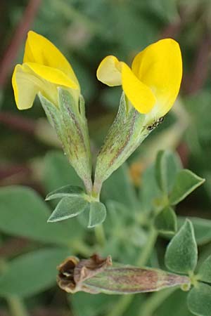 Lotus cytisoides \ Geikleeartiger Hornklee / Grey Bird's-Foot Trefoil, Kefalonia/Cephalonia Fiskardo 16.4.2024