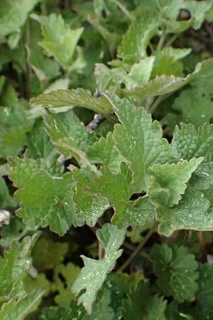 Lamium garganicum subsp. striatum \ Gestreifte Gargano-Taubnessel / Striped Red Dead-Nettle, Kefalonia/Cephalonia Ainos 18.4.2024
