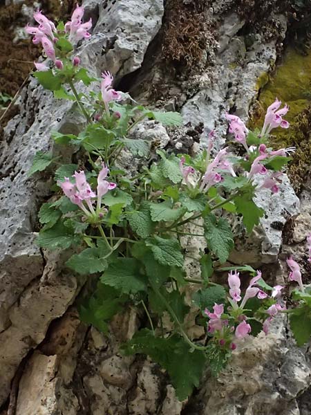 Lamium garganicum subsp. striatum \ Gestreifte Gargano-Taubnessel / Striped Red Dead-Nettle, Kefalonia/Cephalonia Ainos 23.4.2024