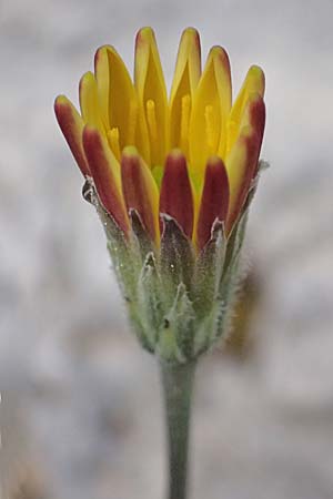 Leontodon graecus / Greek Hawkbit, Cephalonia Ainos 24.4.2024