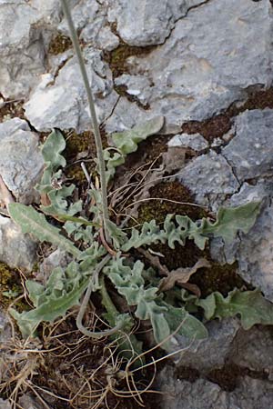 Leontodon graecus / Greek Hawkbit, Cephalonia Ainos 24.4.2024