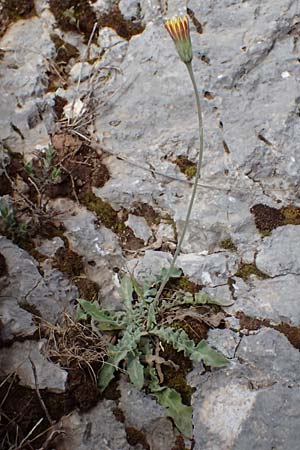 Leontodon graecus / Greek Hawkbit, Cephalonia Ainos 24.4.2024