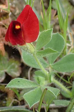 Lotus tetragonolobus \ Rote Spargelbohne, Kefalonia Pastra 23.4.2024