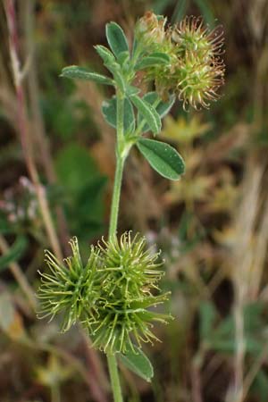 Medicago minima \ Zwerg-Schneckenklee / Burr Medick, Kefalonia/Cephalonia Fiskardo 16.4.2024
