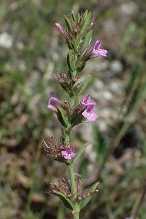 Micromeria graeca \ Griechische Steinminze / Greek Savory, Kefalonia/Cephalonia Livadi 15.4.2024