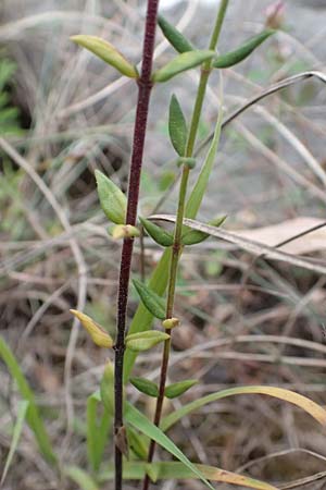 Micromeria graeca \ Griechische Steinminze / Greek Savory, Kefalonia/Cephalonia Fiskardo 16.4.2024