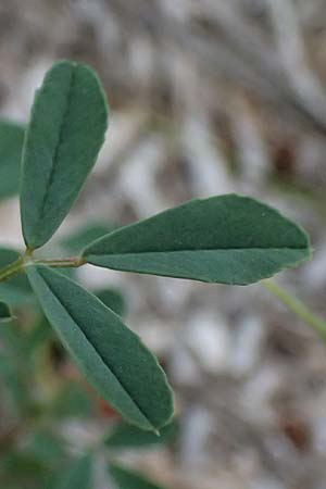 Melilotus indicus \ Indischer Honigklee, Kleinbltiger Steinklee / Small Melilot, Kefalonia/Cephalonia Argostoli 19.4.2024
