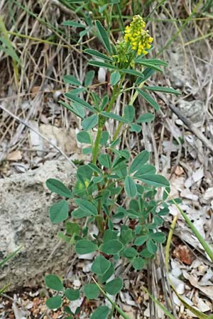 Melilotus indicus \ Indischer Honigklee, Kleinbltiger Steinklee / Small Melilot, Kefalonia/Cephalonia Argostoli 19.4.2024