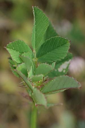 Medicago orbicularis \ Schneckenklee, Kefalonia Fiskardo 16.4.2024