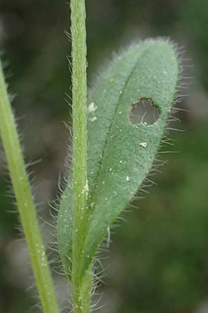 Myosotis incrassata \ Dickblttriges Vergissmeinnicht, Kefalonia Ainos 18.4.2024