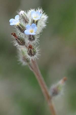 Myosotis incrassata \ Dickblttriges Vergissmeinnicht, Kefalonia Ainos 18.4.2024
