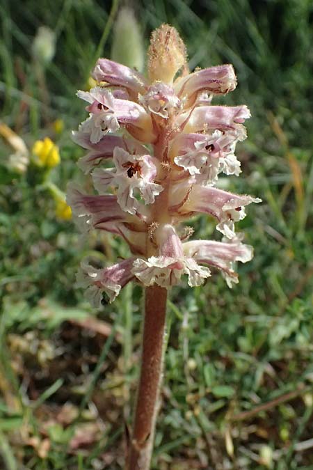 Orobanche litorea, Bright Common Broomrape
