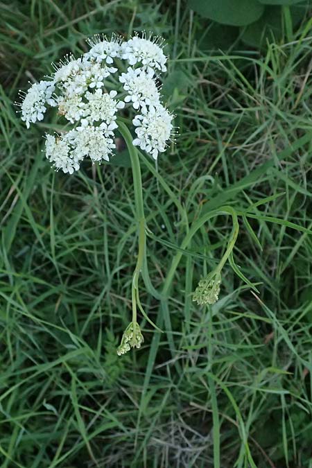 Oenanthe pimpinelloides \ Bibernell-Rebendolde, S�dliche Erdkastanie / Corky-Fruited Water Dropwort, Kefalonia/Cephalonia Skala 17.4.2024